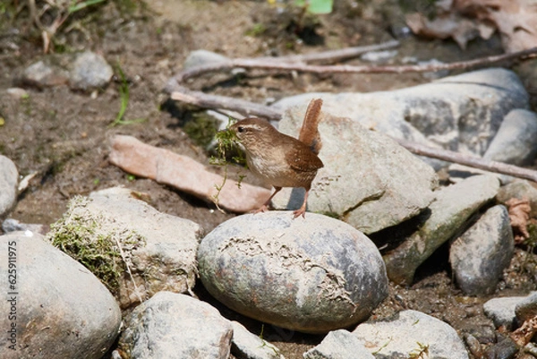 Fototapeta Singendes Zaunkönig Männchen ( Troglodytes troglodytes ) beim Nestbau