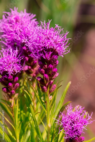 Fototapeta Summer blooming garden flower Liatris.