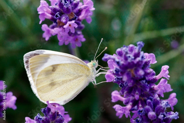 Fototapeta Schmetterling auf einer Lavendelblüte