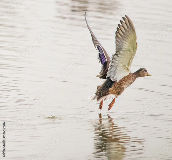 Fototapeta Birds, roe deers