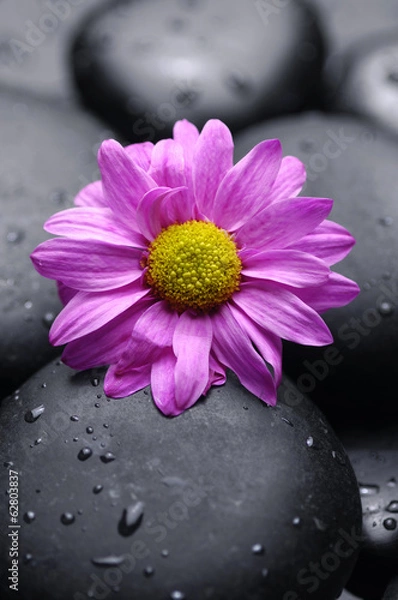 Fototapeta Still life with macro of daisy with stones