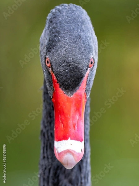 Fototapeta Black swan head shot