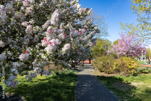 Fototapeta Beautiful Flowering Tree along a Path at McCarren Park in Williamsburg Brooklyn during Spring