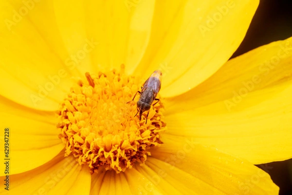 Fototapeta Flies feed on nectar on yellow flowers