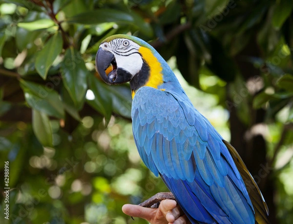 Fototapeta Macaw