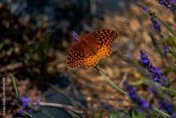 Fototapeta Butterfly in the lavender field