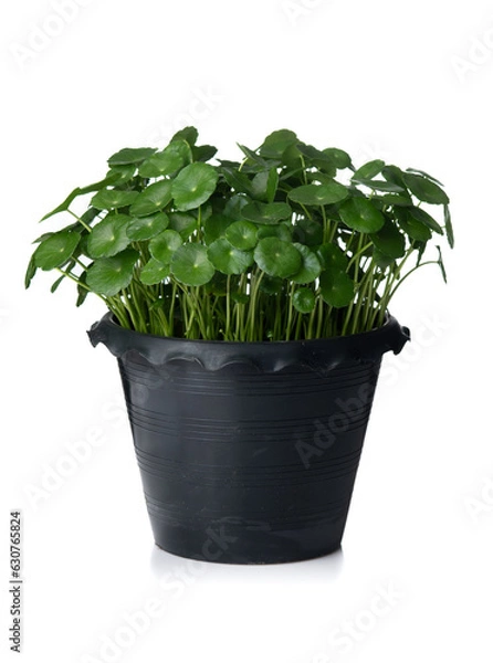 Fototapeta Water pennywort (centella asiatica) leaves in a flower pot on white background