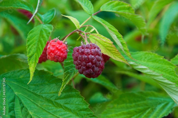 Fototapeta a branch of ripe pink raspberries in the garden on a green background. sweet purple raspberries on a plantation