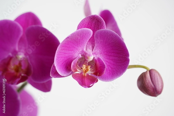 Obraz Indoor pink flower Orchid in a pot. Home garden. Room interior decoration.