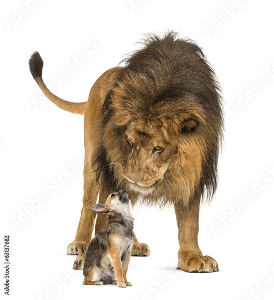 Fototapeta Lion sitting and looking at a chihuahua