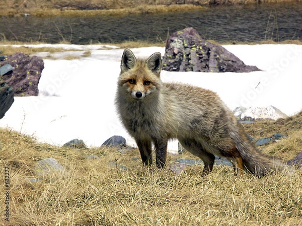 Fototapeta renard