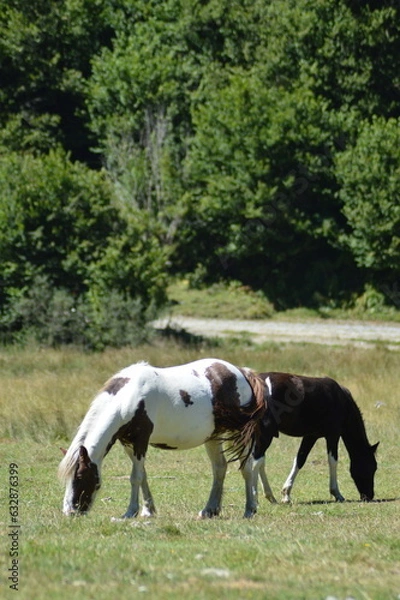 Fototapeta cheval en liberté - Lac d'Estaing