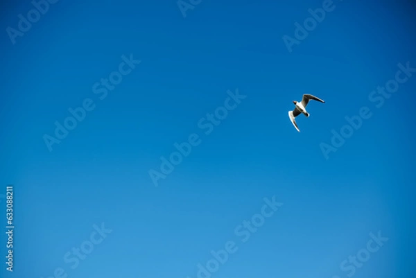 Fototapeta seagull in the sky