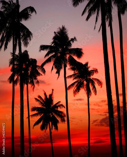 Obraz Tropical  Sunset