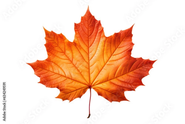 Fototapeta Autumn maple leaf isolated on white transparent, Fall season, PNG