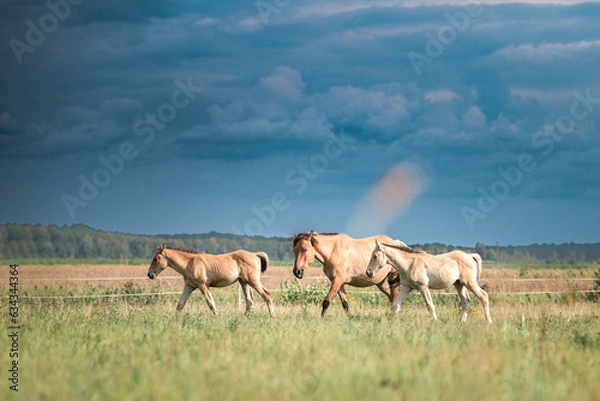 Fototapeta A beautiful thoroughbred horse grazes on a summer field.