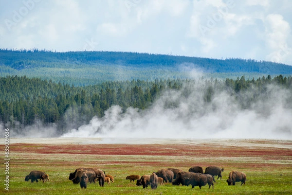 Fototapeta Yellowstone National Park