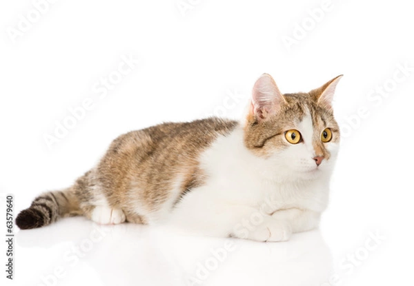 Fototapeta mixed breed cat looking away. isolated on white background