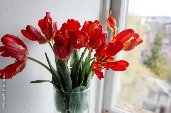 Fototapeta red parrot tulips in vase