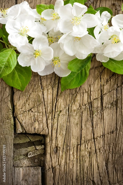 Fototapeta Blossoming branch