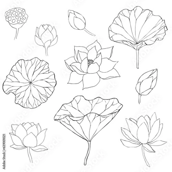 Fototapeta Set of vector hand drawn lotus flowers ans buds black line art illustration. Outline floral drawing for for logo, tattoo, packaging design, compositions. Water Lily botanical vector design.