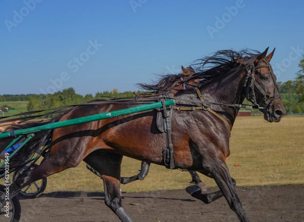 Fototapeta horse in the field