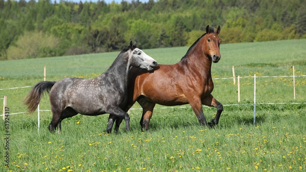 Fototapeta Two amazing horses running in fresh grass