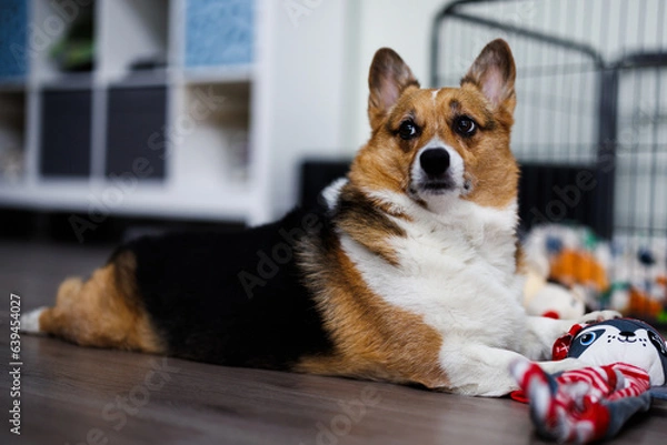 Fototapeta pembroke welsh corgi looking away from toy, portrait