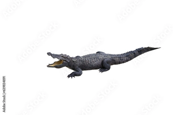 Fototapeta Crocodile portrait with open mouth isolated on transparent background png file