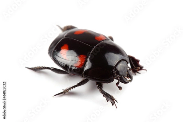 Fototapeta Beetle (Hister quadrimaculatus) isolated on white