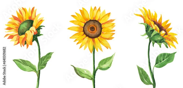 Fototapeta sunflower isolated on white watercolor