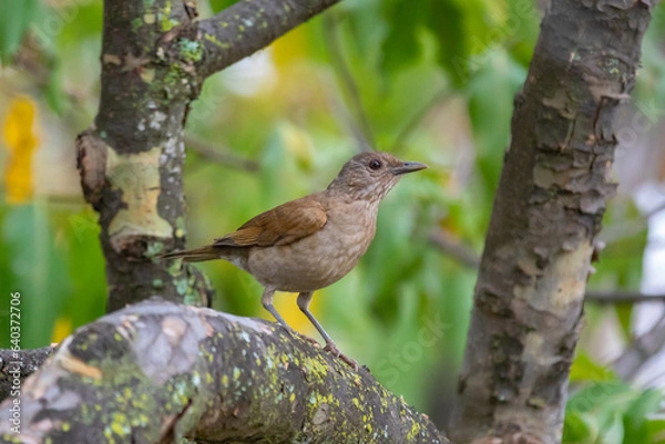 Fototapeta White Thrush or White Thrush (Turdus amaurochalinus) in selective focus, also known as "orange thrush"