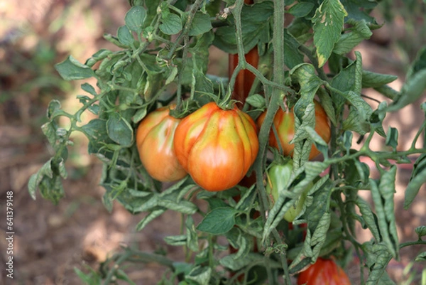 Fototapeta Ripe tomatoes in the garden