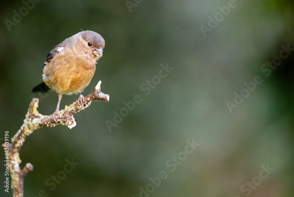 Fototapeta Juvenile Eurasian Bullfinch (Pyrrhula pyrrhula) looking down, whilst perched on a thin branch, with copy space - Yorkshire, UK in September