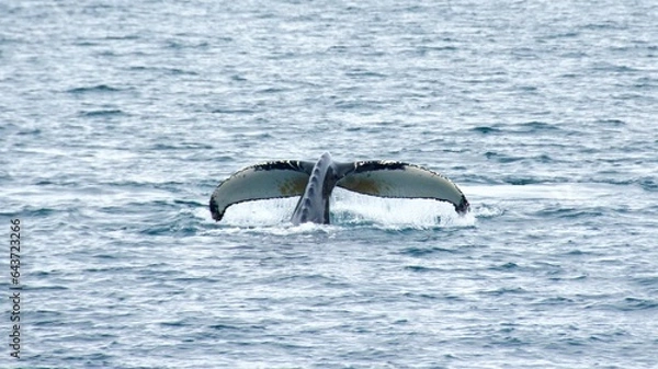 Fototapeta Humpback whale flipping up its tails in the ocean in Iceland