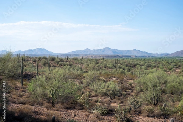 Fototapeta Lush western landscape with brush cactus and mountains