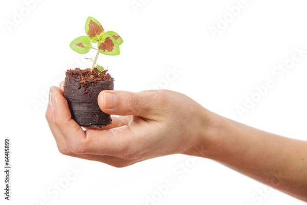 Fototapeta coleus sprout in female hand