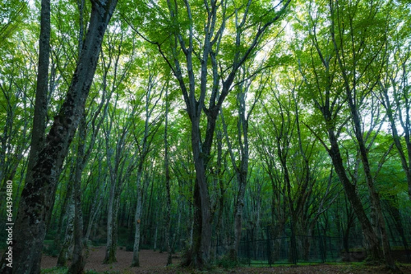 Fototapeta Forest view from inside the forest. Carbon net zero concept background photo