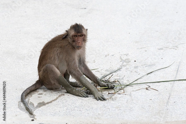 Fototapeta monkey sitting and eating on white background 