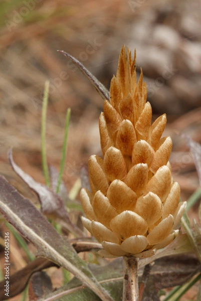 Fototapeta Rhaponticum coniferum, piña de San Juan o cuchara de pastor con los colores del otoño