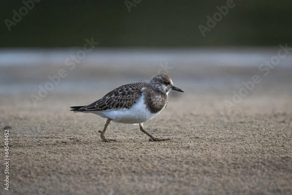 Fototapeta Ruddy turnstone