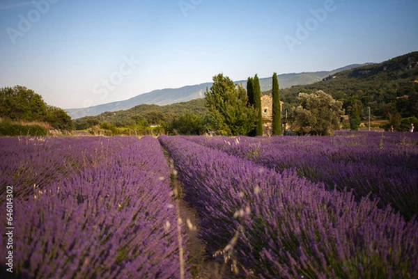 Fototapeta View at a small provencal cabane from a blooming lavender field at golden hour