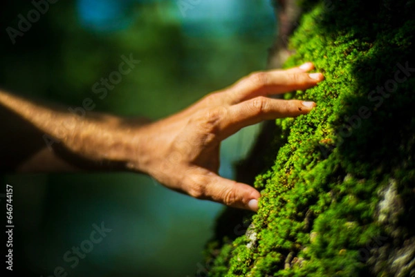 Fototapeta A man's hand touch the tree trunk close-up. Bark wood.Caring for the environment. The ecology concept of saving the world and love nature by human