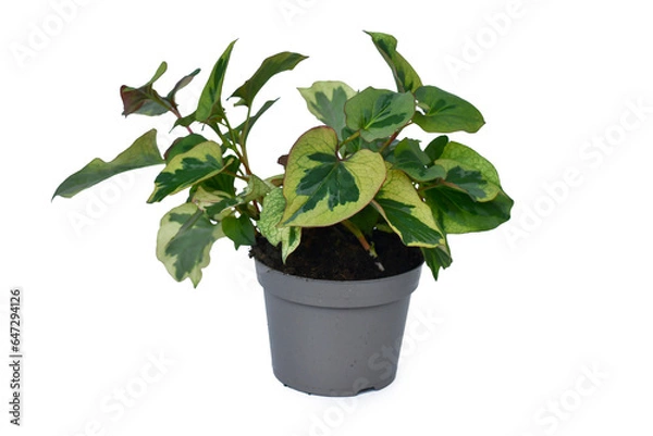 Fototapeta Green and yellow 'Houttuynia Cordata Chameleon' plant in flower pot on white background