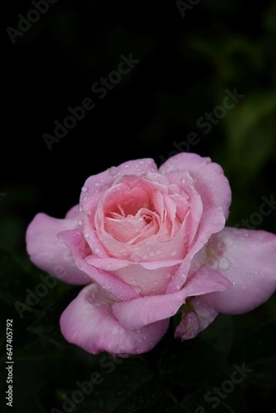 Fototapeta Nature flowers