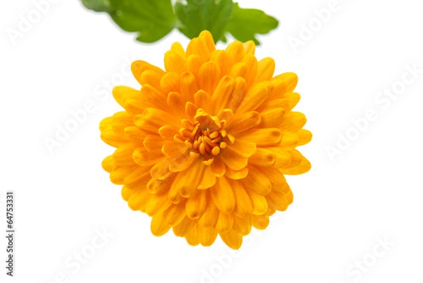 Fototapeta chrysanthemum