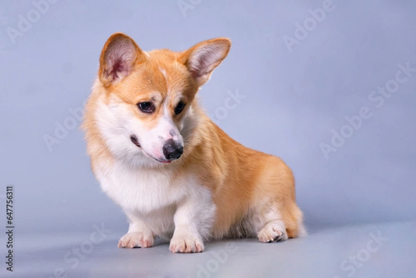 Fototapeta Charming Corgi dog close-up in front of a gray background