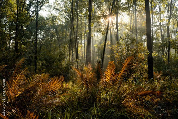 Fototapeta Dark forest with fern branches and rays of light through tree branches. an atmosphere of naturalness and a bit of mysteriousness. Dark naturalism
 
