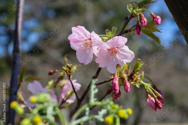 Fototapeta 二輪の桜