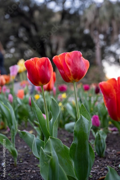 Fototapeta Australian spring time tulip blooming in spring. bright tulip flower field. summer field of flowers. gardening and floristics. nature beauty and freshness